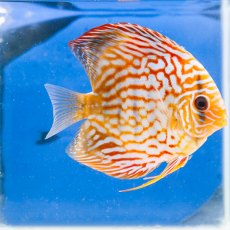 CICHLIDS (DISCUS) Pigeon Blood