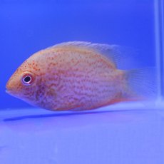 CICHLIDS Red Spot Gold Severum