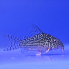 CATFISH Corydorus Sterbai