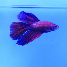 SIAMESE FIGHTER Super Delta Male