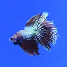 SIAMESE FIGHTER Super Delta Metallic Male