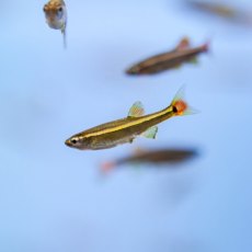 RASBORAS White Cloud Mountain Minnow