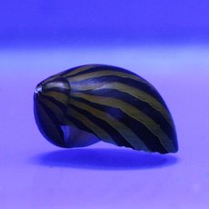 MOLLUSCS Snail Zebra