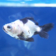 MOOR Panda (Telescope Eye)