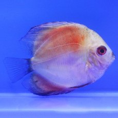 CICHLIDS (DISCUS) Red Marlboro