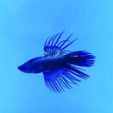 SIAMESE FIGHTER Crowntail Male Black Orchid