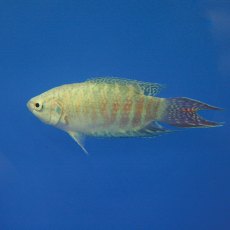 GOURAMI Paradise Fish Blue