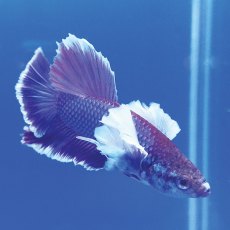 SIAMESE FIGHTER Dumbo Ear Betta Male