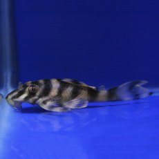 CATFISH Candy Striped Pleco