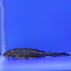 CATFISH Plecostomus