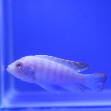CICHLIDS Albino Ice Blue