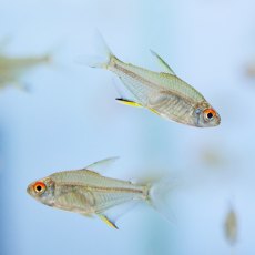 TETRAS Lemon