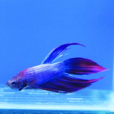 SIAMESE FIGHTER Female