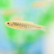 DANIOS Leopard