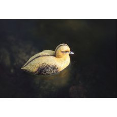 OASE Pond figures Duckling