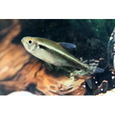 TETRAS Black Neon