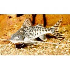 CATFISH Pimelodus Pictus