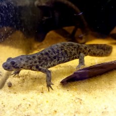 SPECIALIST NEWT Sharp Ribbed