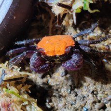 CRUSTACEANS Crab Vampire - Orange
