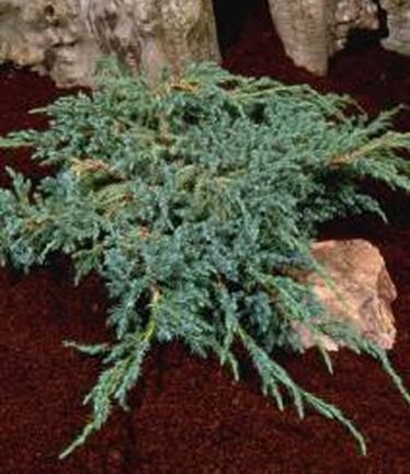 CONIFERJUNIPERUSBLUECARPETLARGE