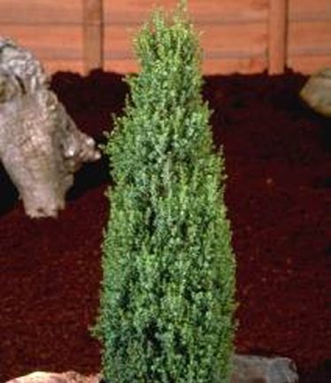 CONIFERJUNIPERUSCOMPRESSALARGE