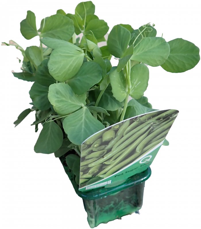 VEG PeaSugarSnap