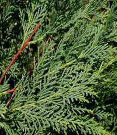 CONIFERCUPRESSUSLEYLANDIILARGE