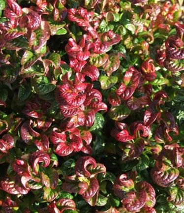 SHRUBLEUCOTHOECURLYREDLARGE