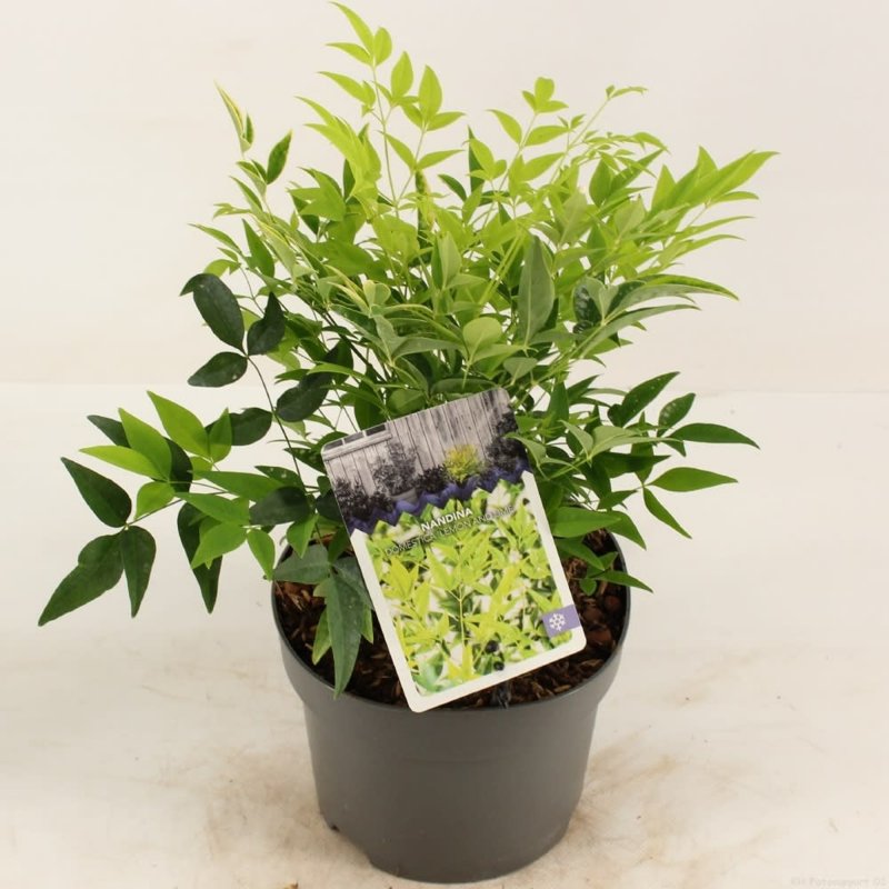 SHRUB NANDINA DOMESTICA LEMON LIME