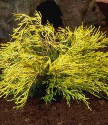 CONIFERCHAMAECYPARISPISEFERAFILIFERAAUREALARGE