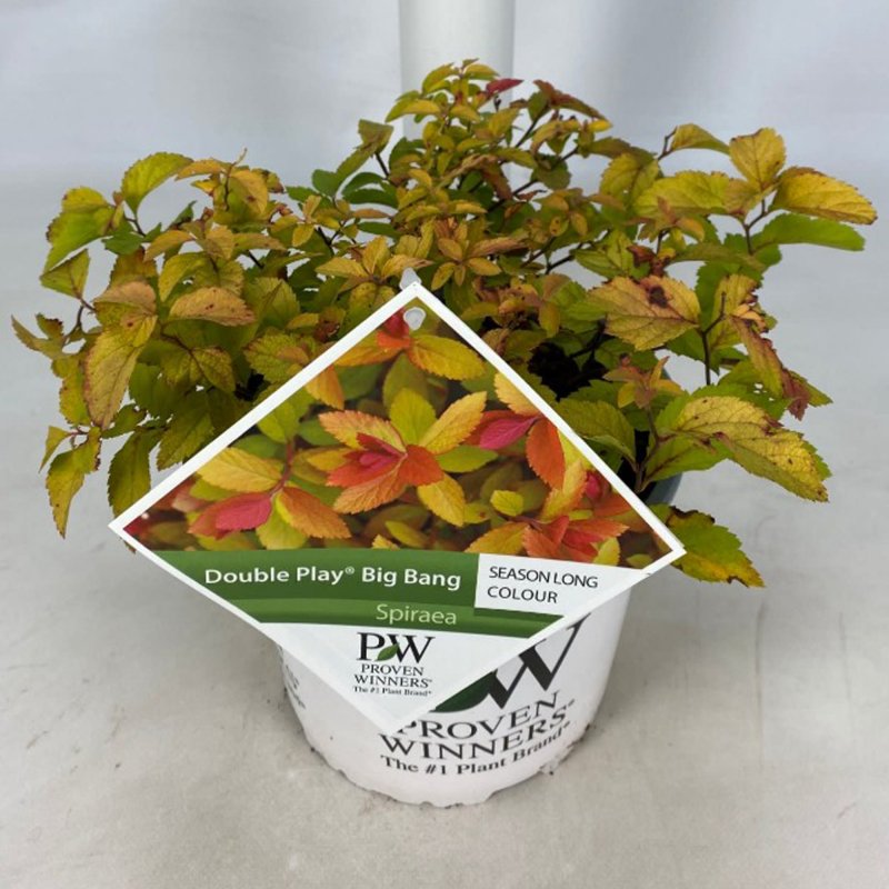 SPIRAEA JAPONICUM DOUBLE PLAY BIG BANG