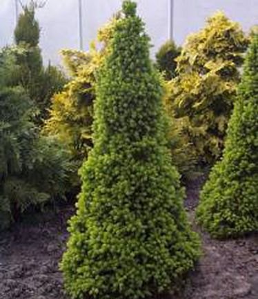 CONIFERPICEAALBERTACONICALARGE