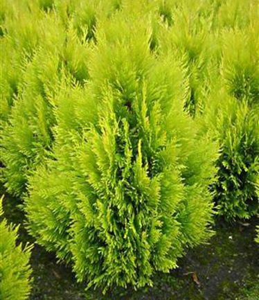 CONIFERTHUJAOCCGOLDYLARGE