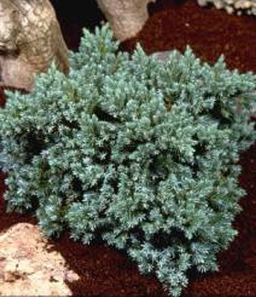 CONIFERJUNIPERUSBLUESTARLARGE