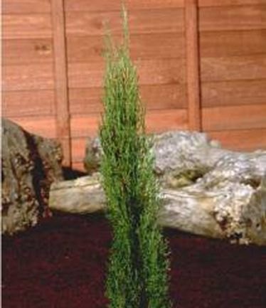 CONIFERCUPRESSUSTOTEMPOLELARGE