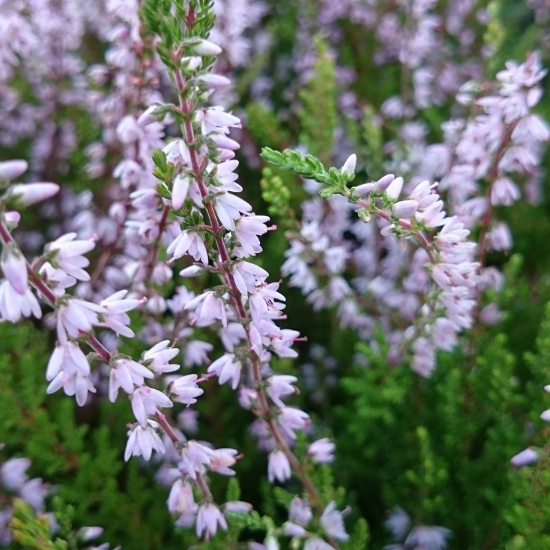 HEATHER_Calluna_Forest_Fire