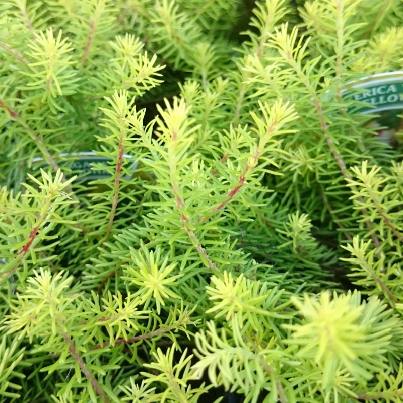 HEATHER_Erica_Vagans_Yellow_John