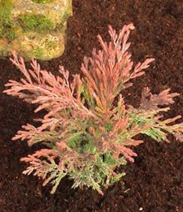 CONIFERJUNIPERUSLIMEGLOWLARGE