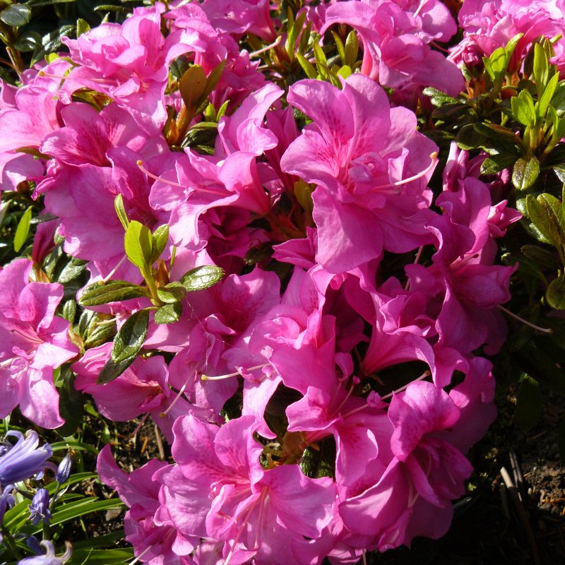 AZALEA EVERGREEN Flower Arranger LARGE