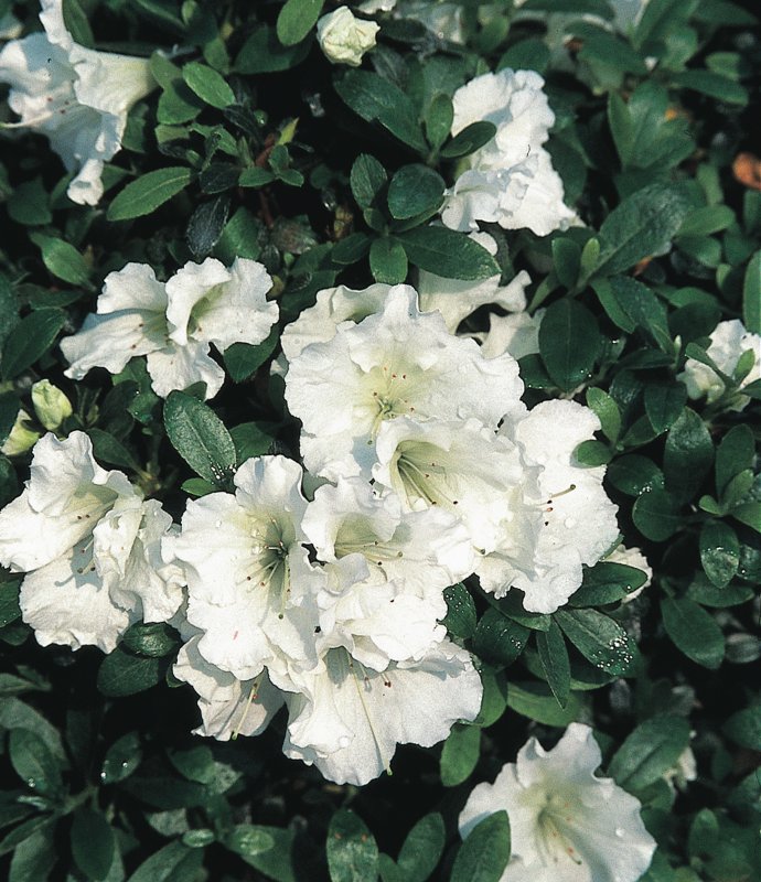 AZALEA EVERGREEN Gumpo White LARGE