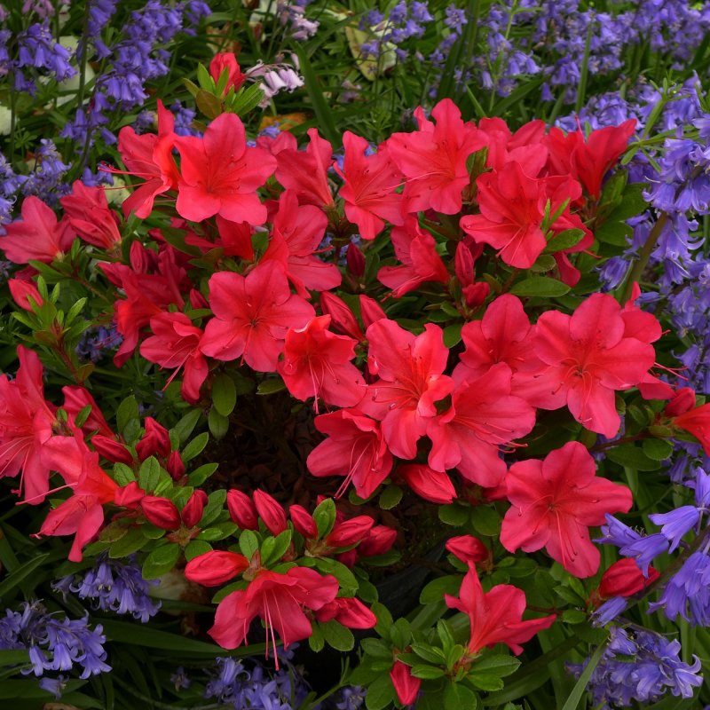 AZALEA EVERGREEN Nico LARGE