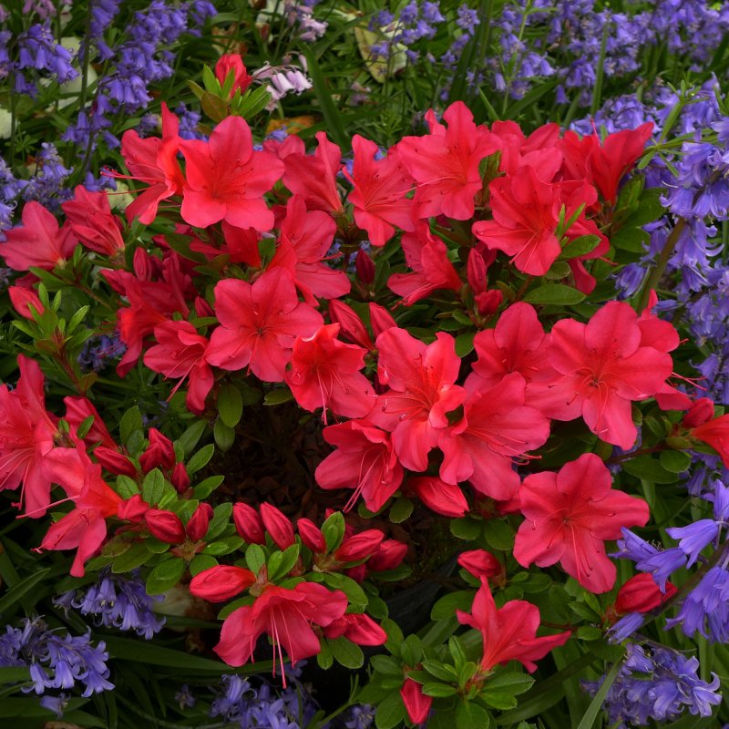 AZALEA EVERGREEN Nico LARGE