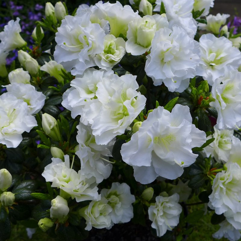 RHODO(EA) Snow Pearl