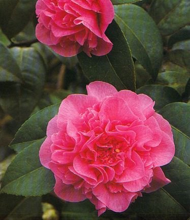 CAMELLIADEBBIELARGE