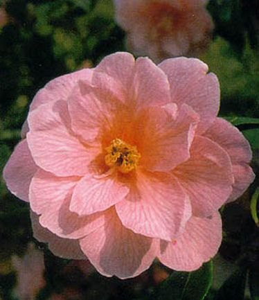 CAMELLIADONATIONLARGE