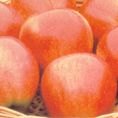 FRUITAPPLESATURNSMALL