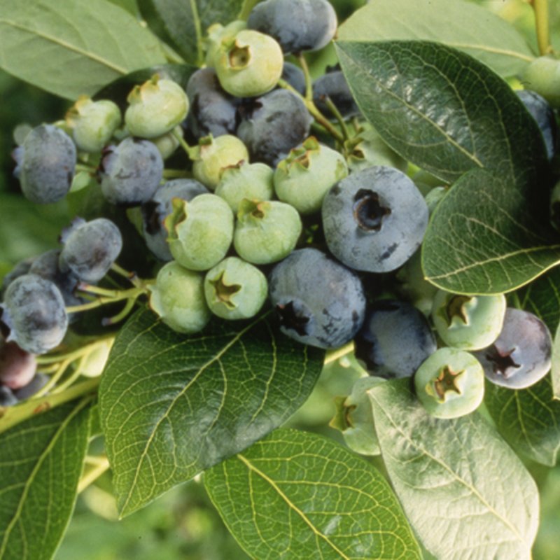 FRUIT_SOFT_Blueberry chandler-3