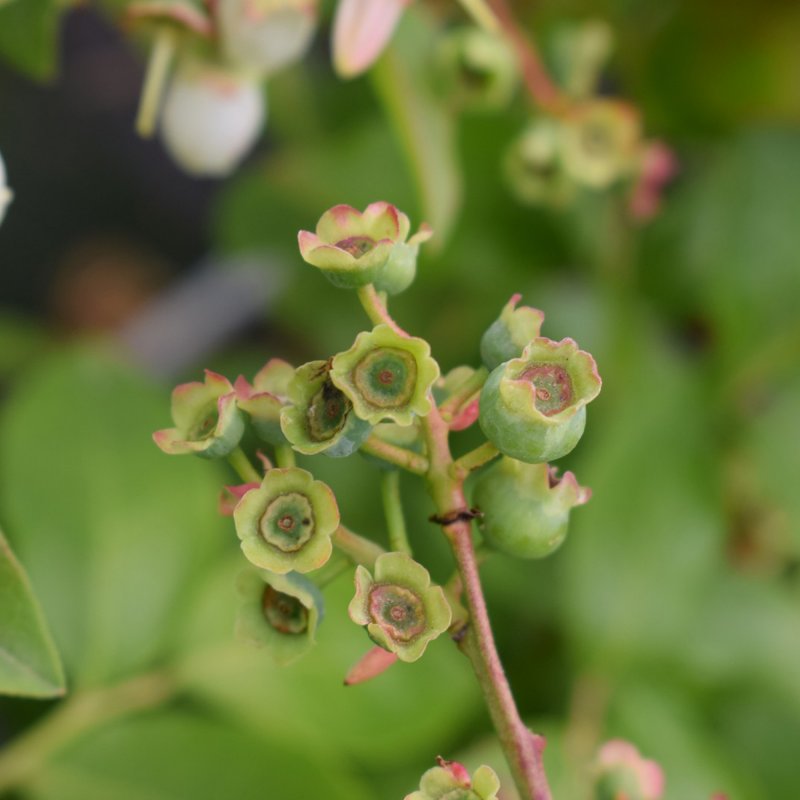 FRUIT_SOFT_Blueberry northland