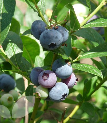 BLUEBERRYPATRIOT