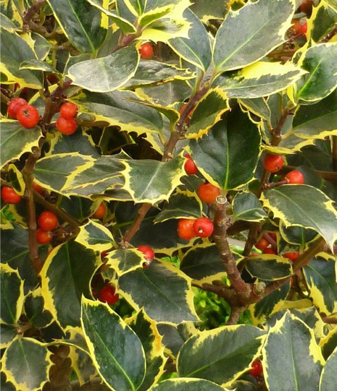 IlexAltGoldenKingLarge